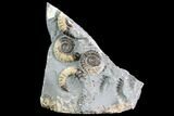 Ammonite (Promicroceras) Cluster - Somerset, England #86237-1
